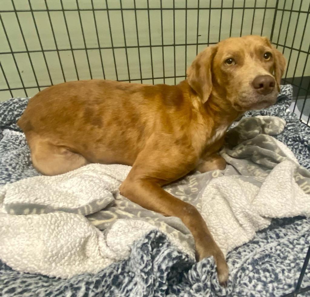 Enlarge Sable, a Adoptable mixed breed in Tulsa, OK image 6/6