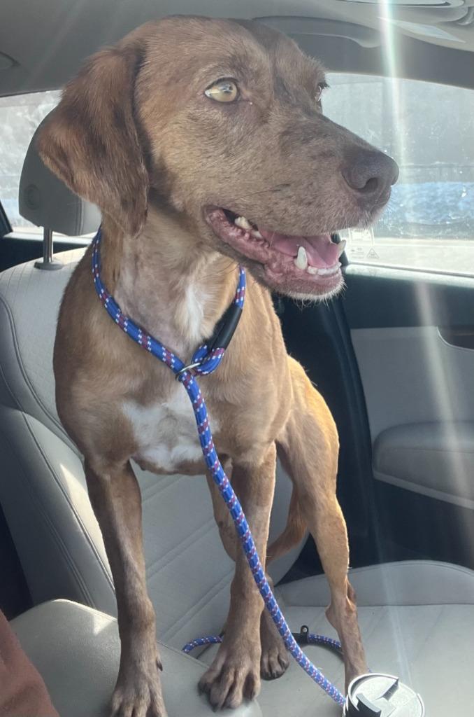 Enlarge Sable, a Adoptable mixed breed in Tulsa, OK image 3/6