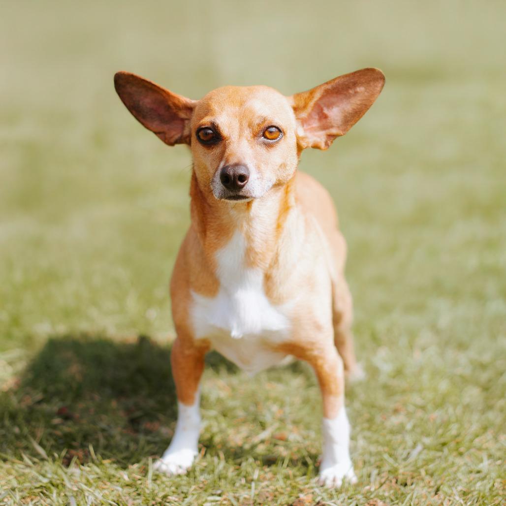 Biggie *bonded with Wrigley*, Adoptable, Senior Male Chihuahua & Dachshund.