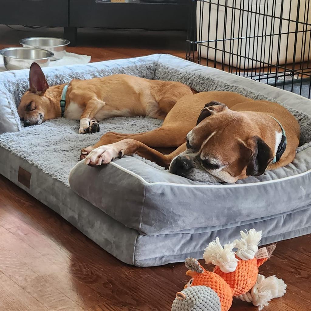 Enlarge Biggie *bonded with Wrigley*, a Adoptable mixed breed in Northbrook, IL image 3/6