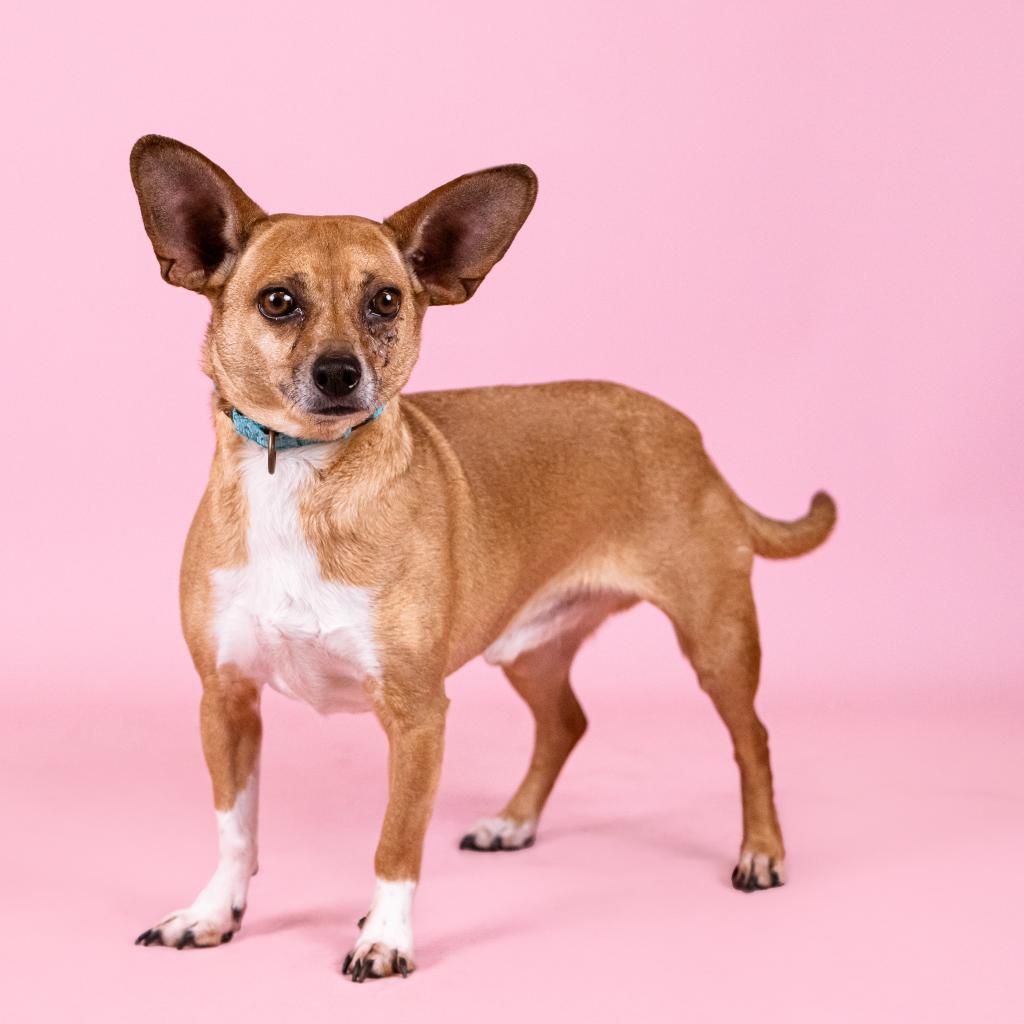 Enlarge Biggie *bonded with Wrigley*, a Adoptable mixed breed in Northbrook, IL image 5/6