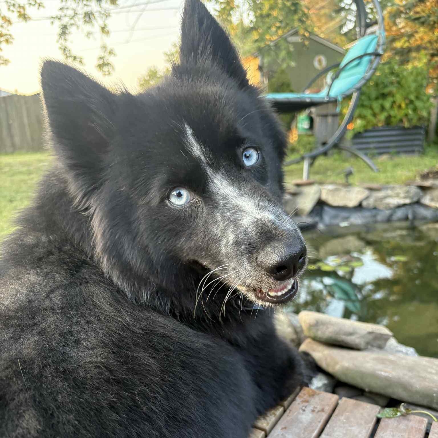 Anya, an adoptable Pomsky in Buffalo, NY, 14201 | Photo Image 1