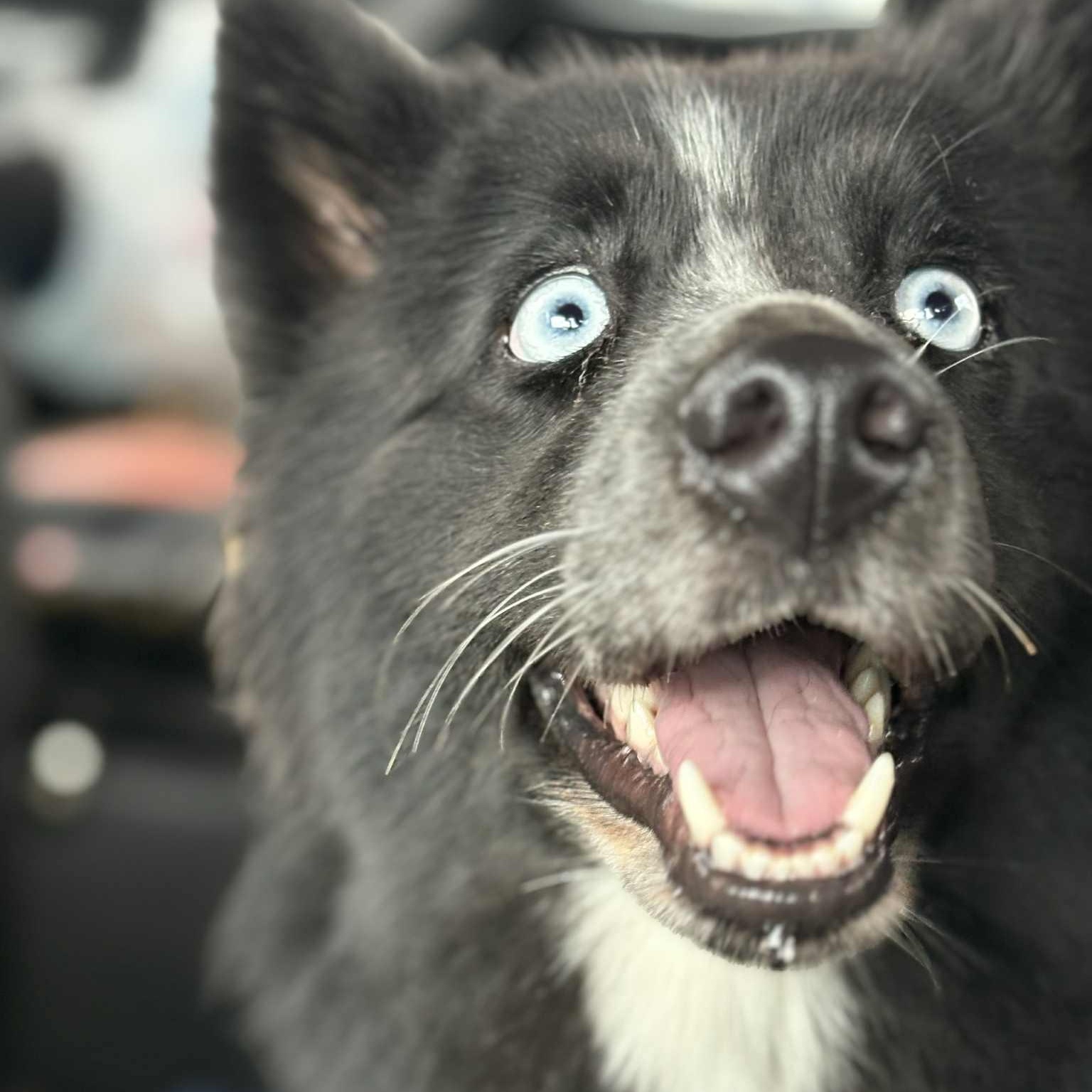 Anya, an adoptable Pomsky in Buffalo, NY, 14201 | Photo Image 3