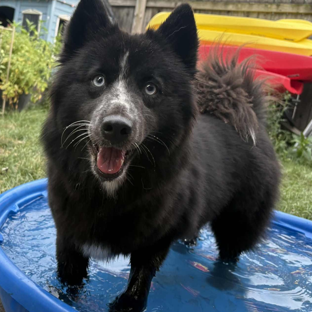 Anya, an adoptable Pomsky in Buffalo, NY, 14201 | Photo Image 5