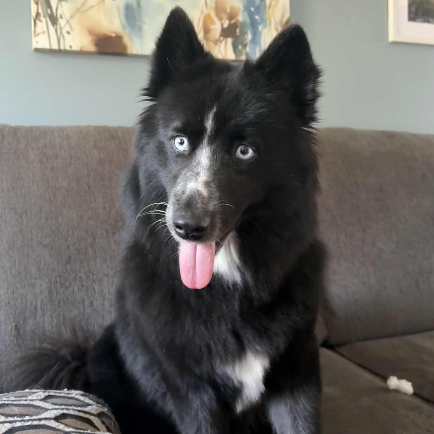Anya, an adoptable Pomsky in Buffalo, NY, 14201 | Photo Image 2
