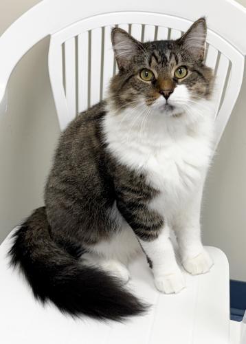 Aiden, Adoptable, Young Male Domestic Medium Hair.
