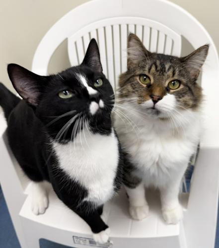 Aiden, a Adoptable Domestic Medium Hair in St. Johnsbury, VT image 2/3