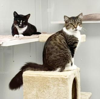 Aiden, a Adoptable Domestic Medium Hair in St. Johnsbury, VT image 3/3