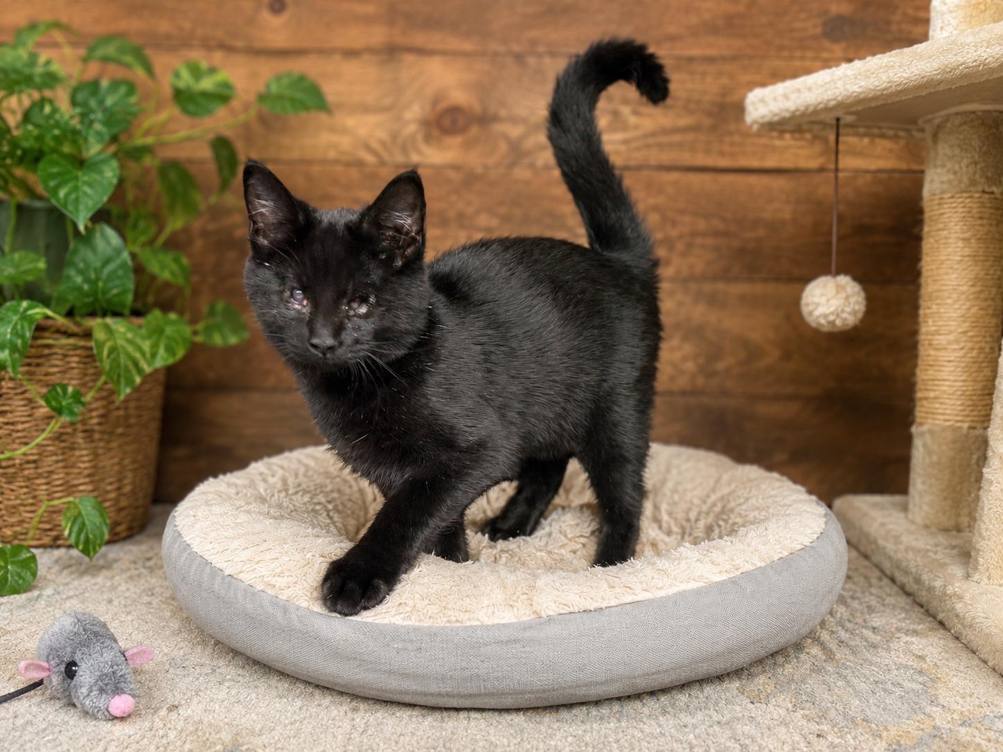 Salem, Adoptable, Young Male Domestic Short Hair.