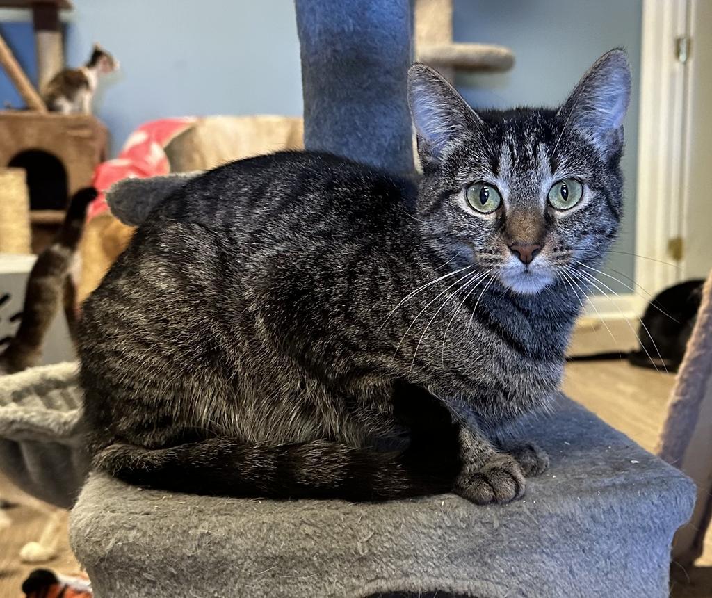 Lele, Adoptable, Adult Female Domestic Short Hair.