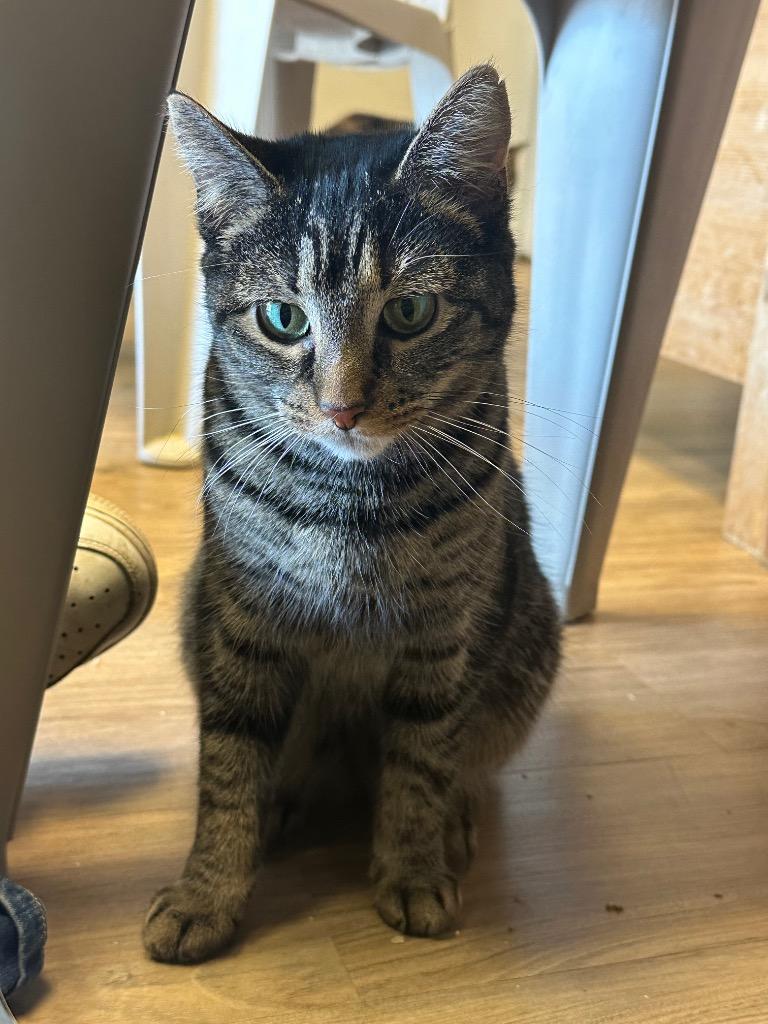 Enlarge Lele, a Adoptable mixed breed in LIberty, NY image 2/2