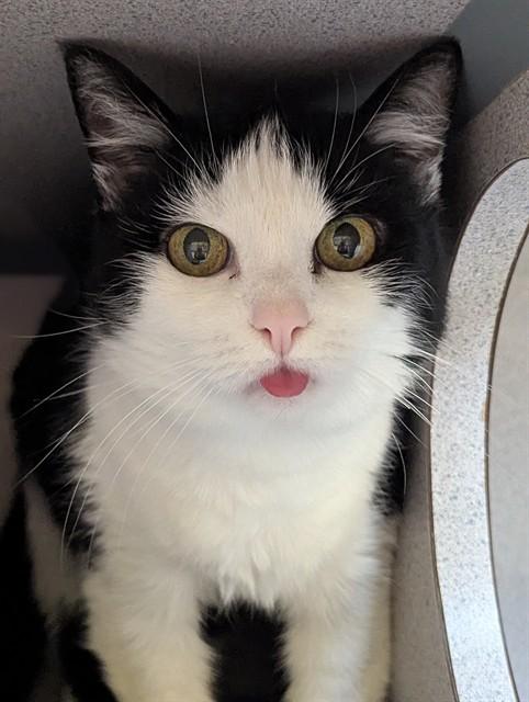 Enlarge EVE, a Adoptable Domestic Short Hair in Aliquippa, PA image 1/1