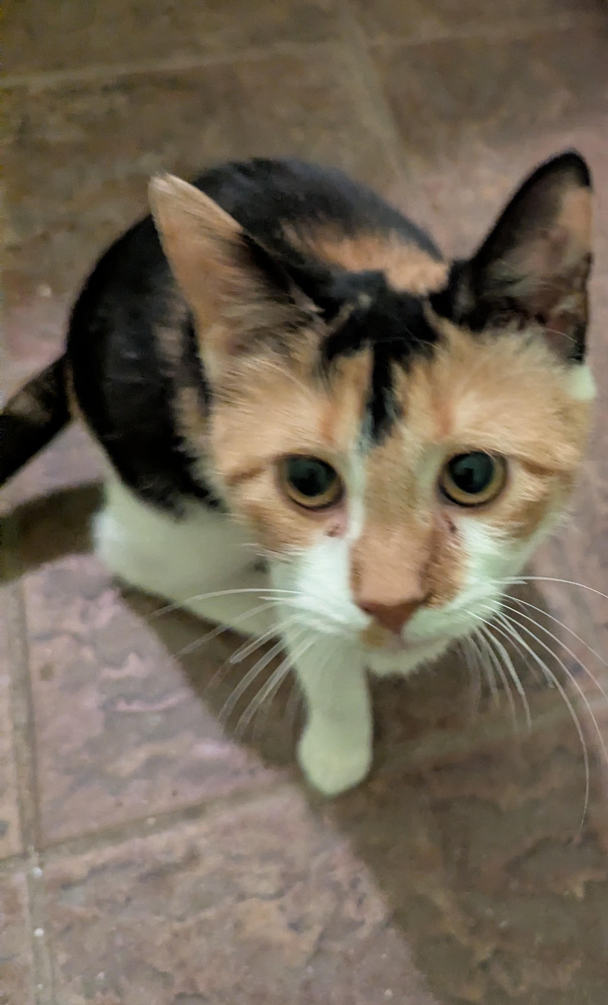 Whiskerina, a Adoptable Calico in Malden, MA image 4/5