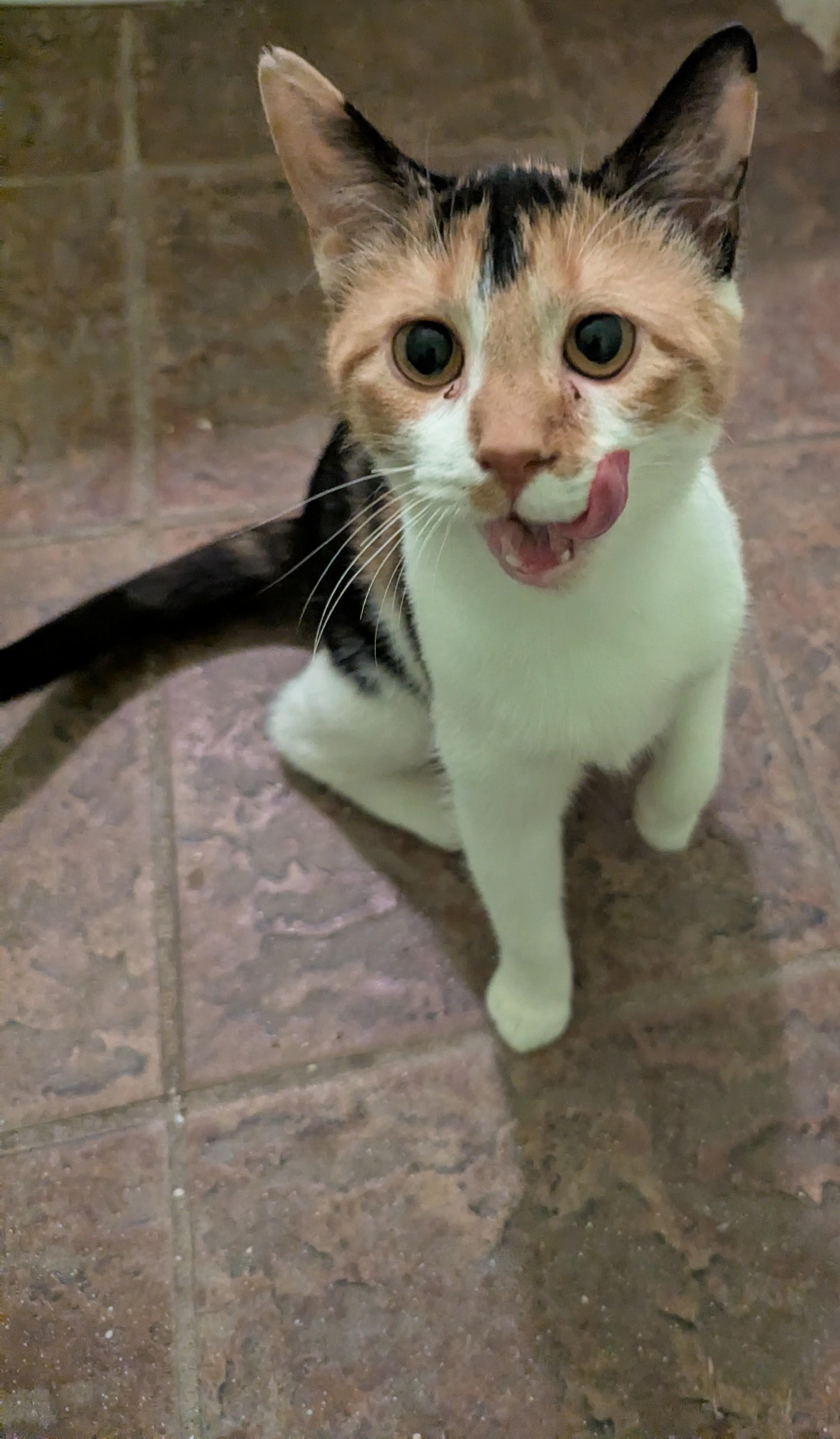 Whiskerina, Adoptable, Kitten Female Calico.