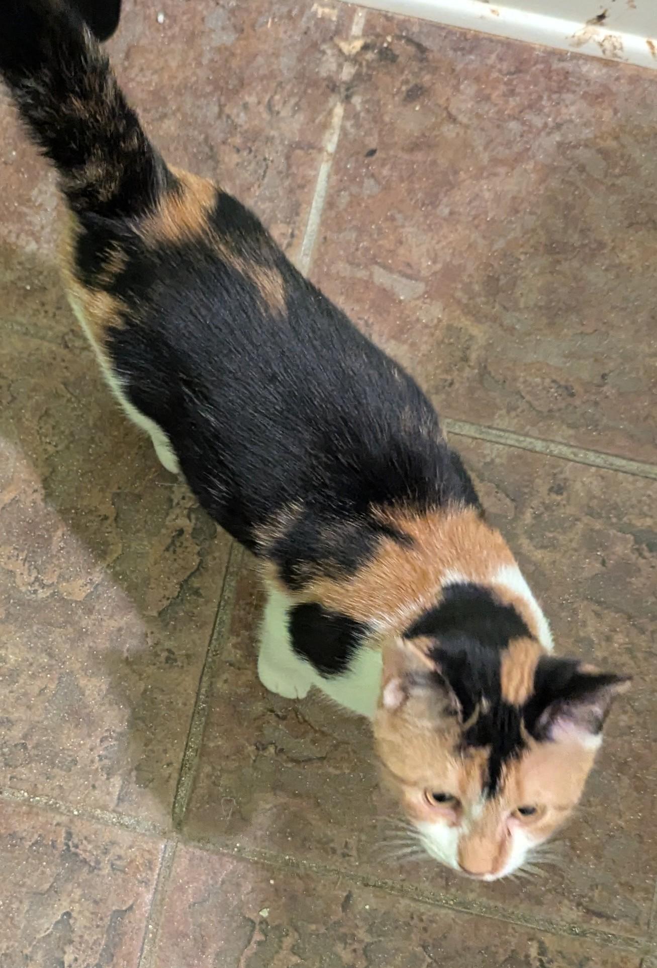 Whiskerina, a Adoptable Calico in Malden, MA image 2/5