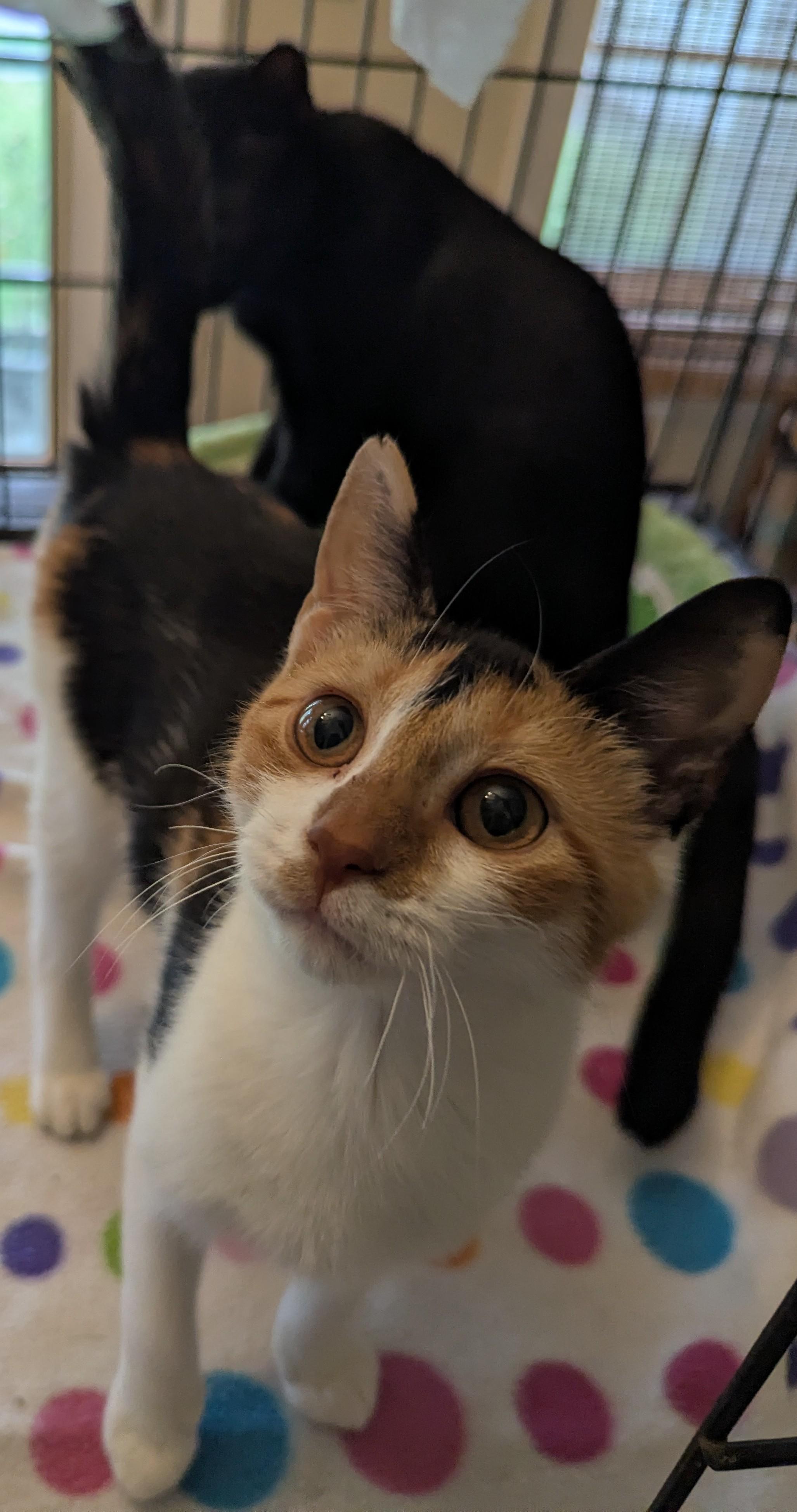 Whiskerina, a Adoptable Calico in Malden, MA image 5/5