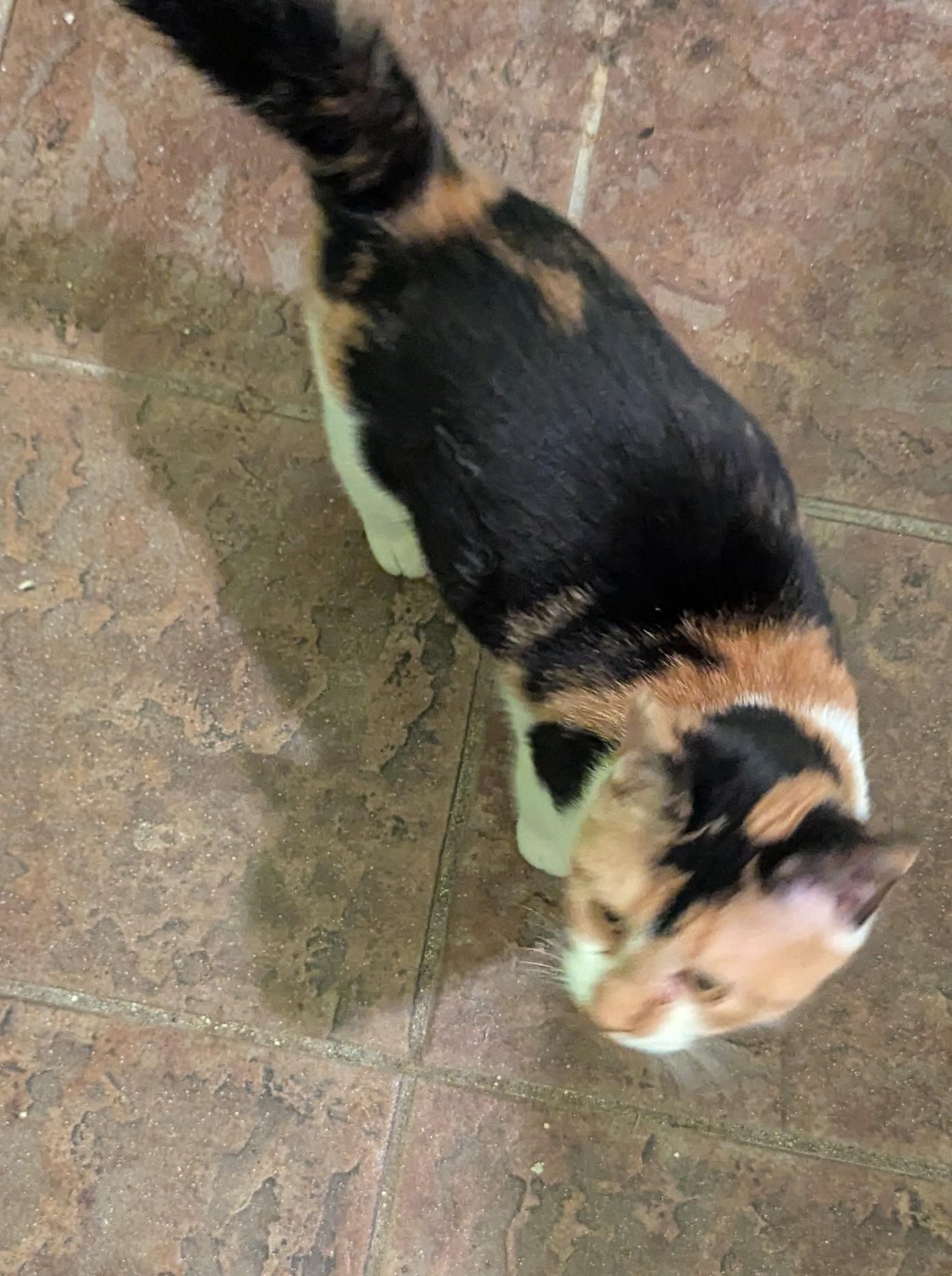 Whiskerina, a Adoptable Calico in Malden, MA image 3/5