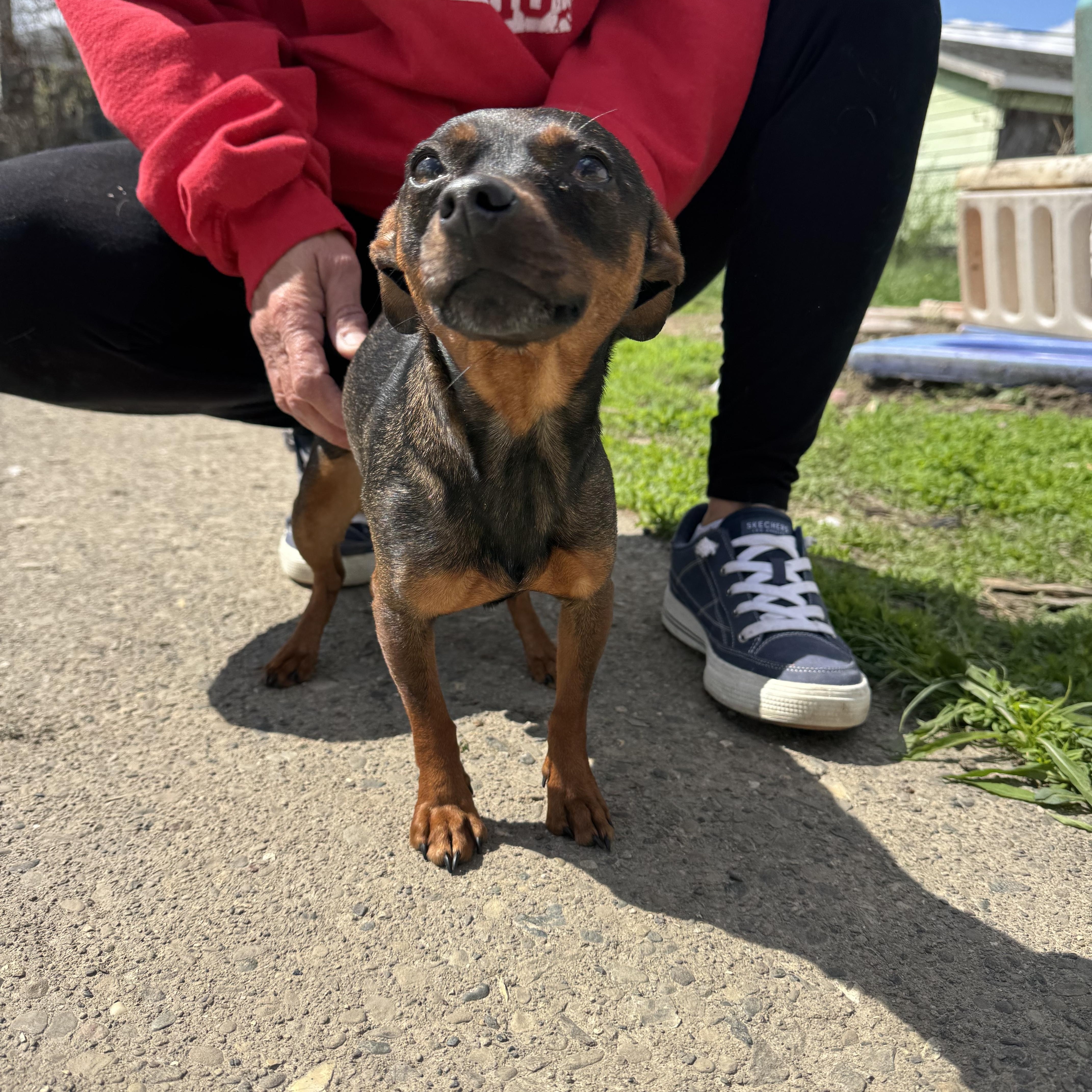 Enlarge Chowder! Sweet awesome girl! , an adopted mixed breed in RUSSIAVILLE, IN image 2/5