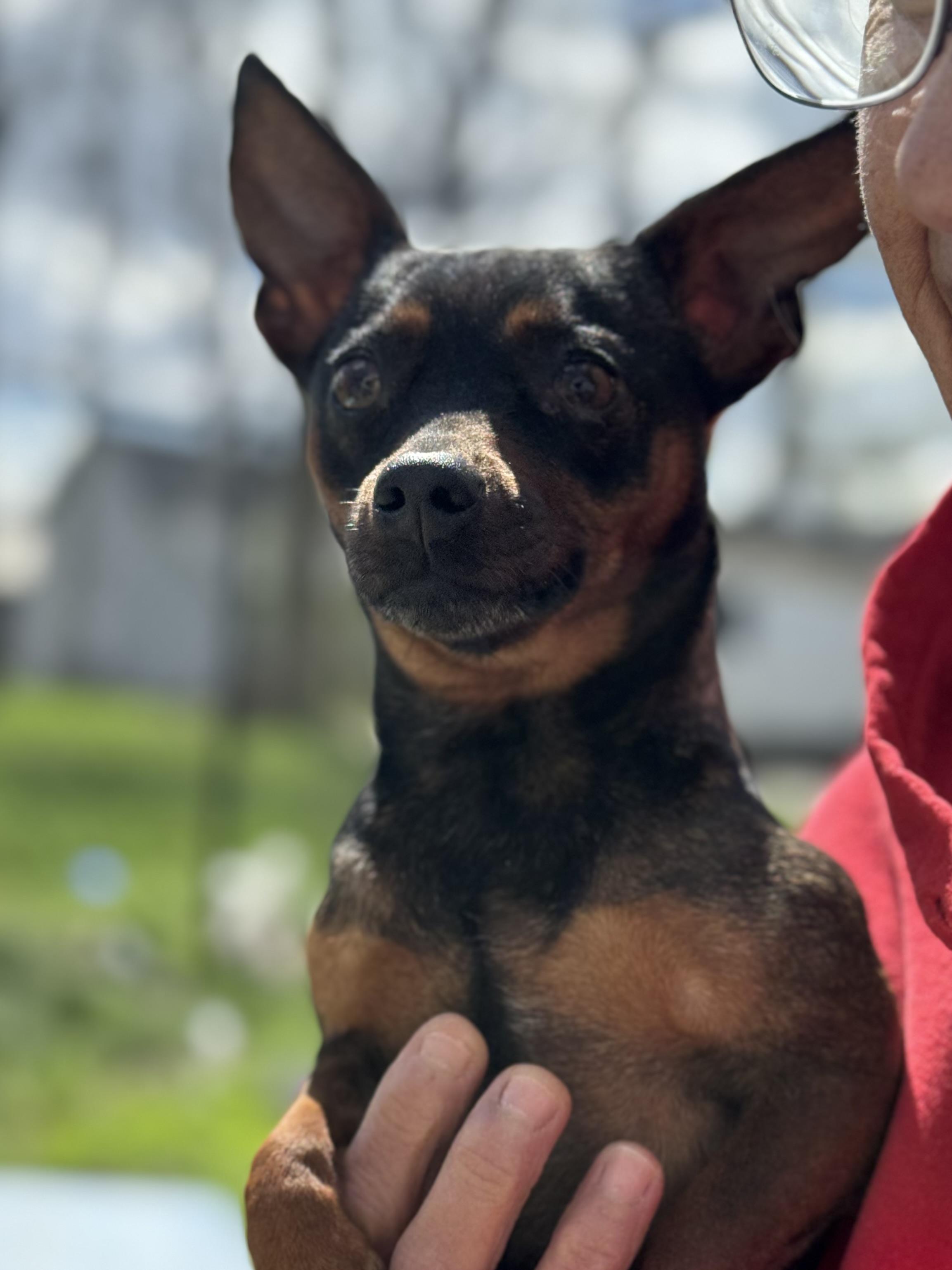 Enlarge Chowder! Sweet awesome girl! , an adopted mixed breed in RUSSIAVILLE, IN image 1/5