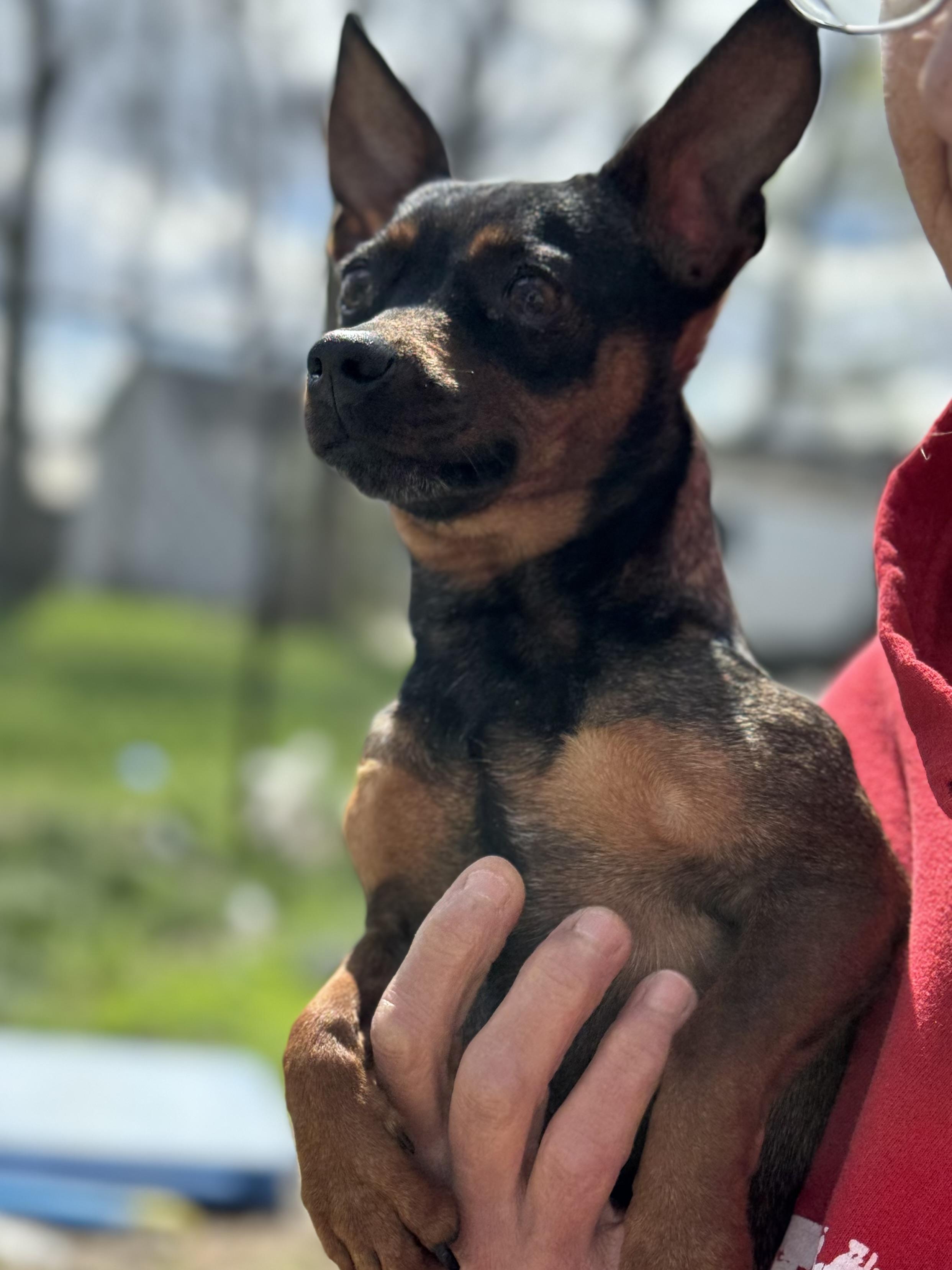 Enlarge Chowder! Sweet awesome girl! , an adopted mixed breed in RUSSIAVILLE, IN image 5/5