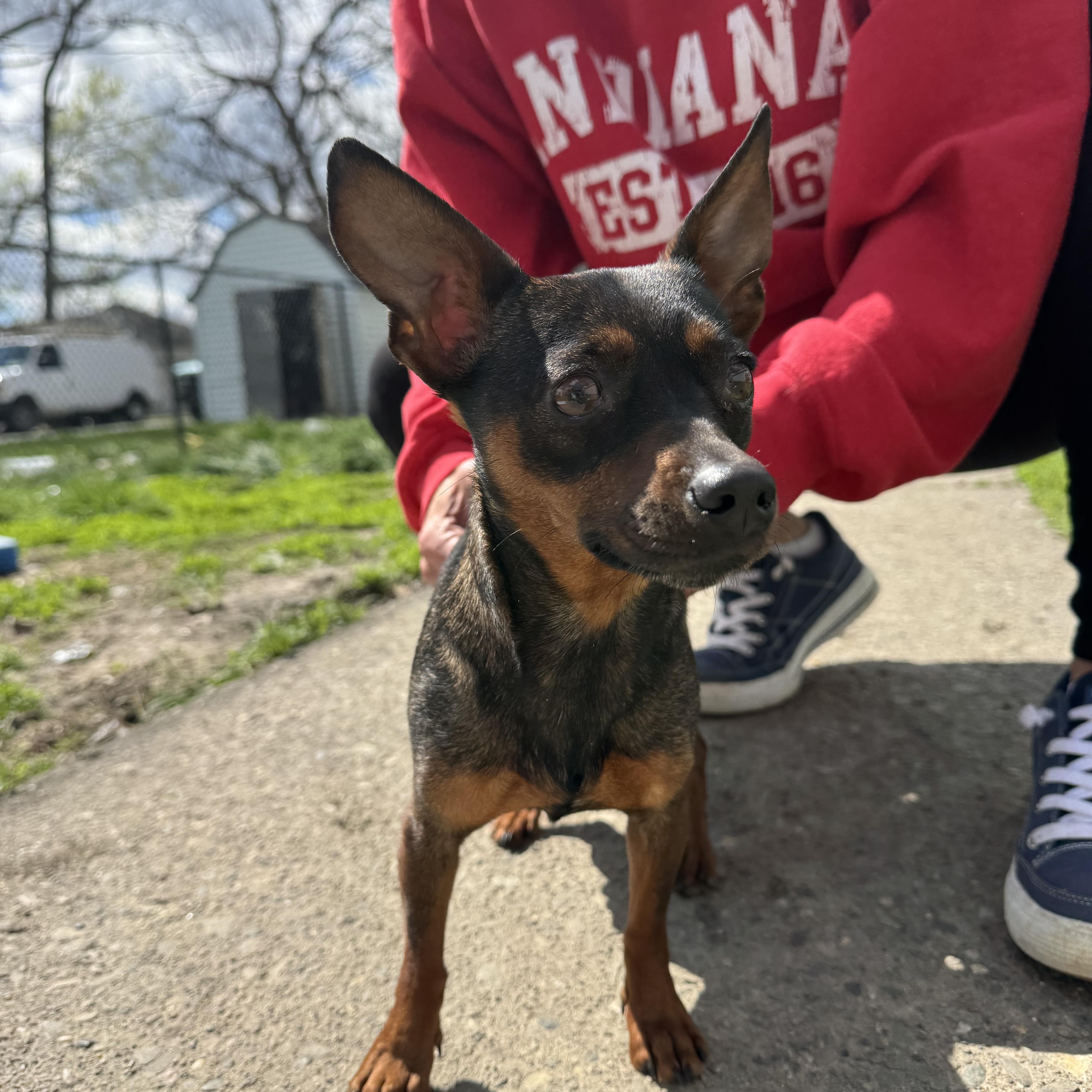 Enlarge Chowder! Sweet awesome girl! , an adopted mixed breed in RUSSIAVILLE, IN image 3/5