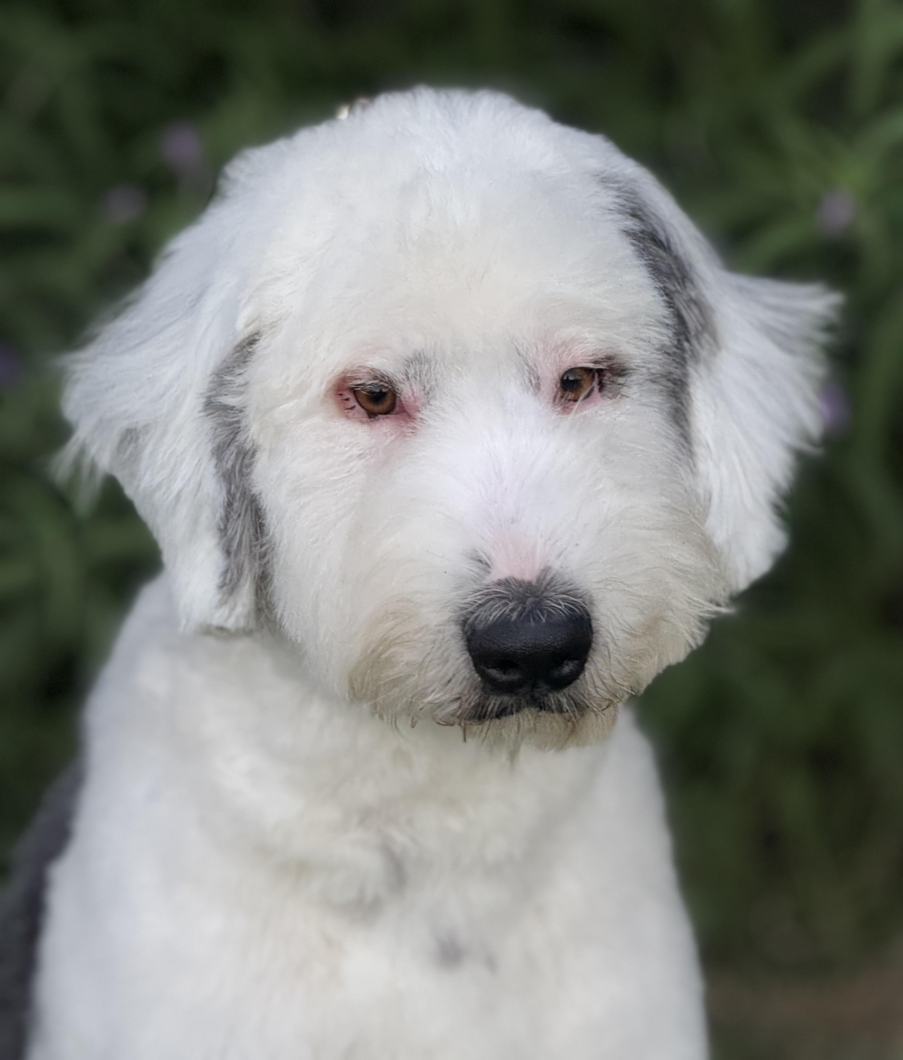 Enlarge Barnaby, a Adopted Old English Sheepdog in Van Nuys, CA image 4/4