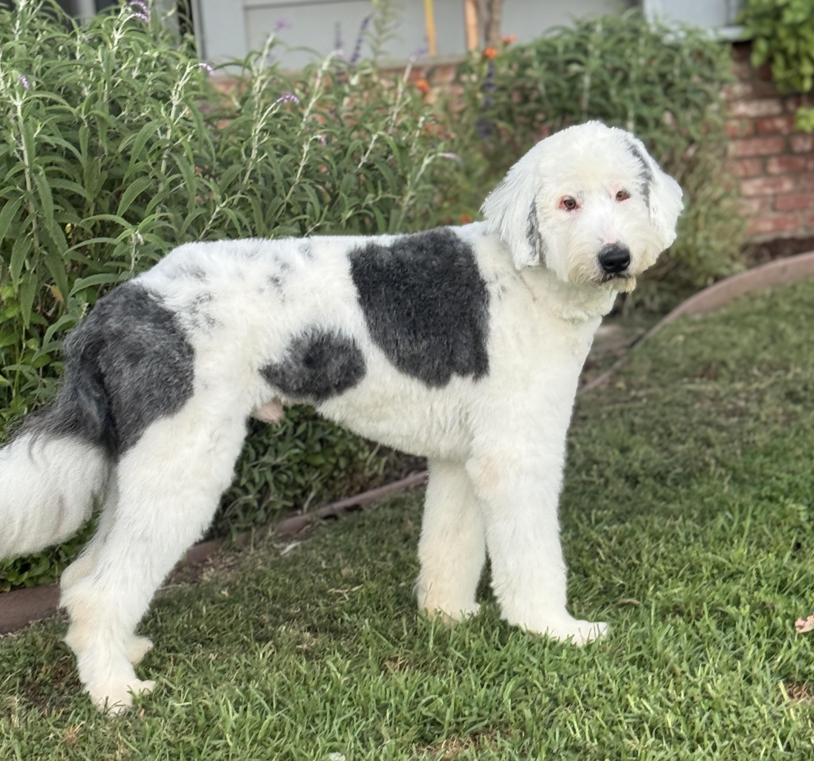 Enlarge Barnaby, a Adopted Old English Sheepdog in Van Nuys, CA image 2/4