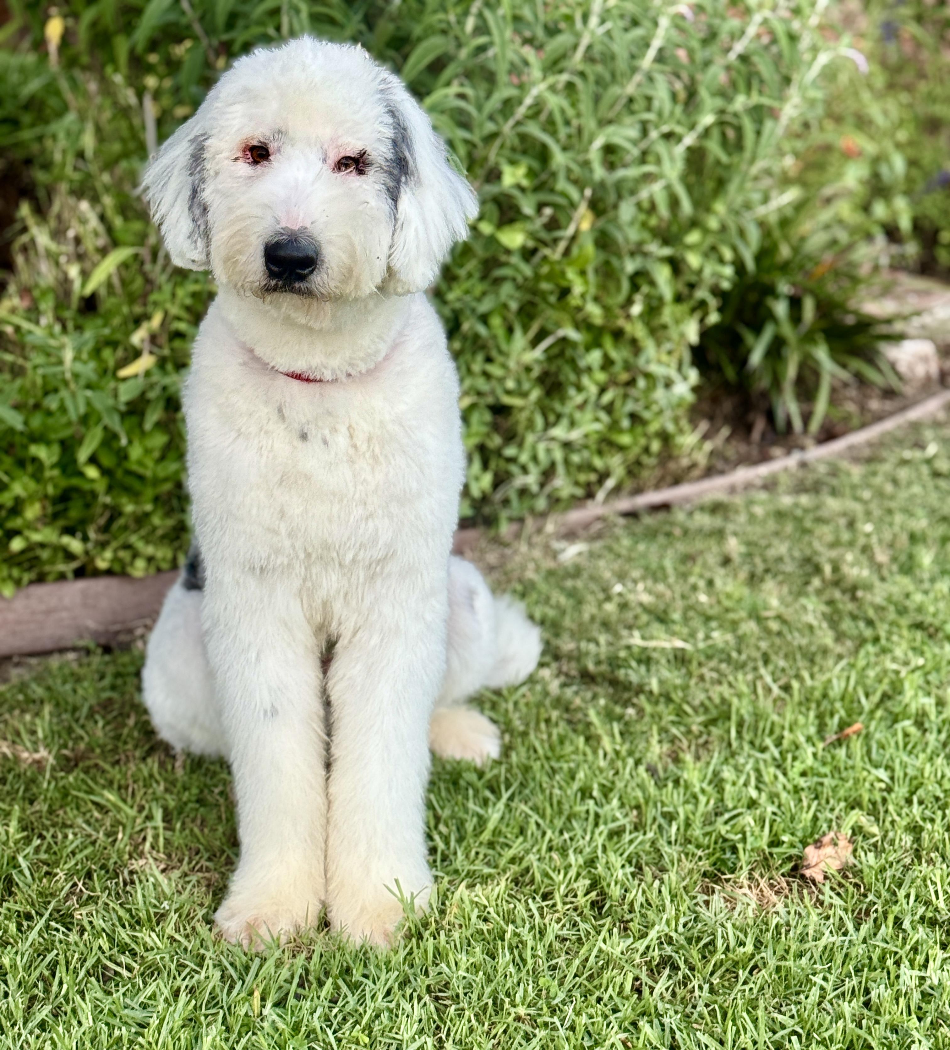 Enlarge Barnaby, a Adopted Old English Sheepdog in Van Nuys, CA image 3/4