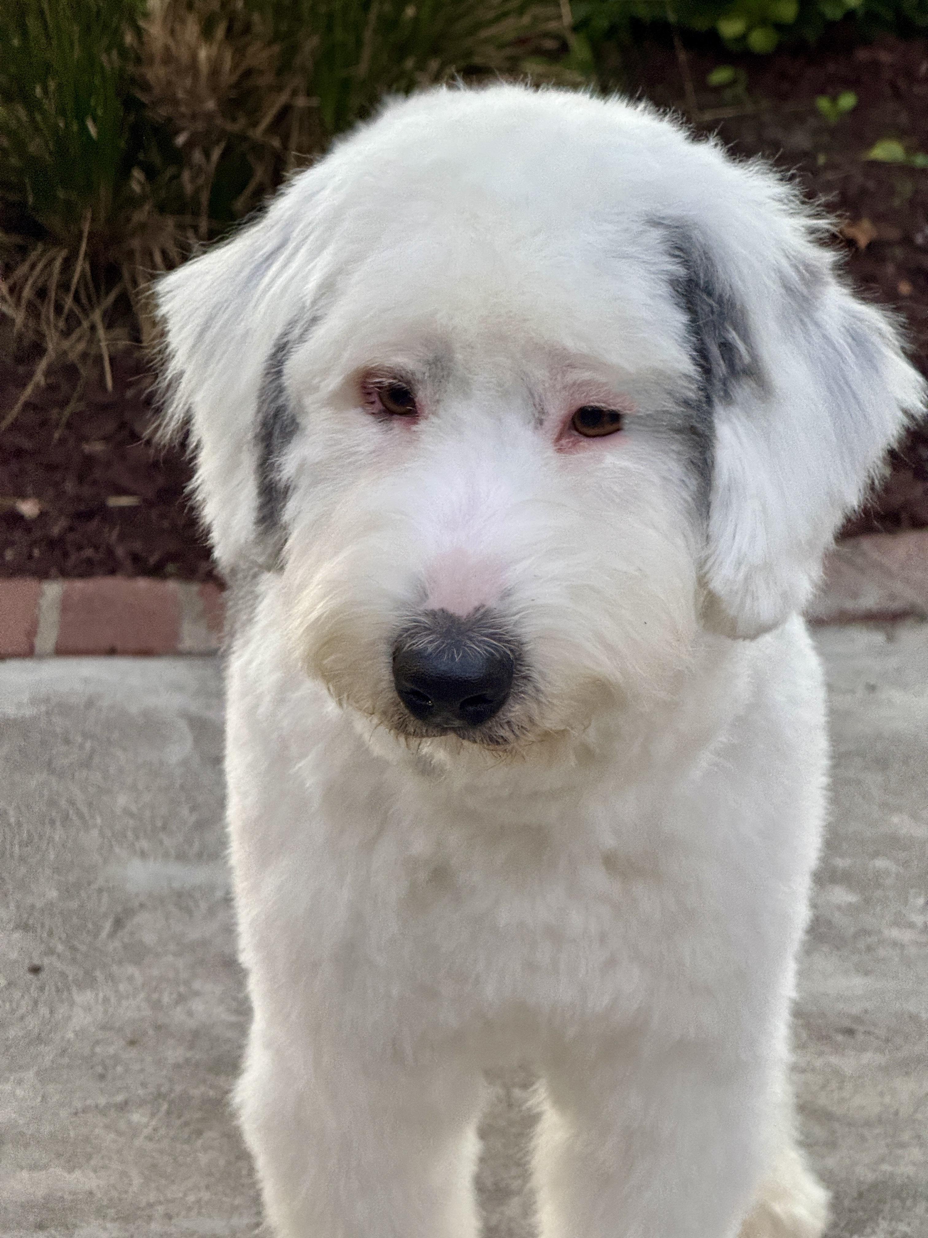 Barnaby, Adopted, Young Male Old English Sheepdog.