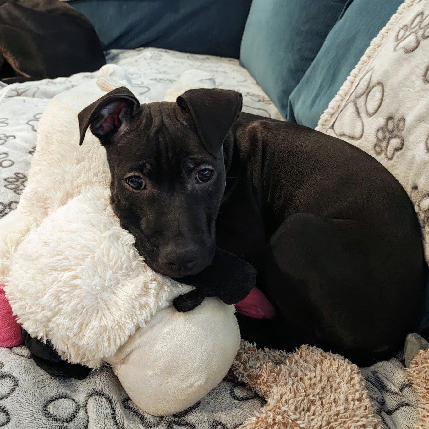 Enlarge Wade, a Adoptable Pit Bull Terrier in Rochester, NY image 1/3