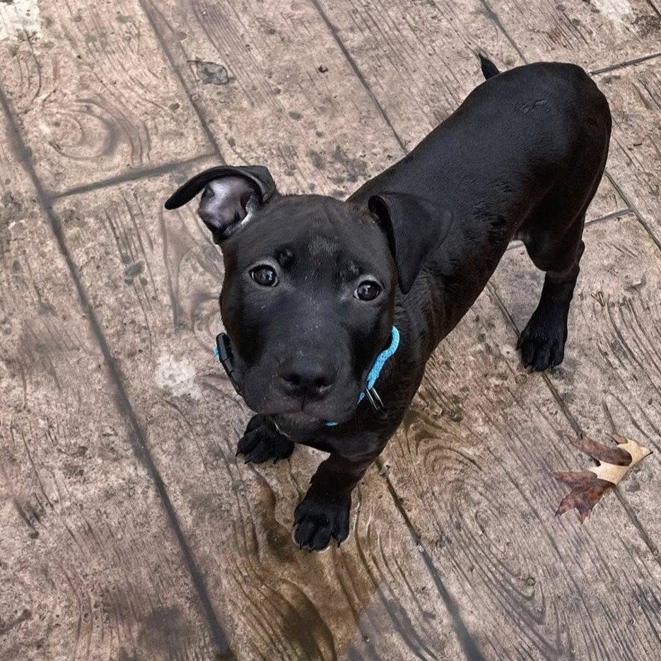 Enlarge Wade, a Adoptable Pit Bull Terrier in Rochester, NY image 2/3