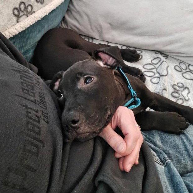 Enlarge Wade, a Adoptable Pit Bull Terrier in Rochester, NY image 3/3