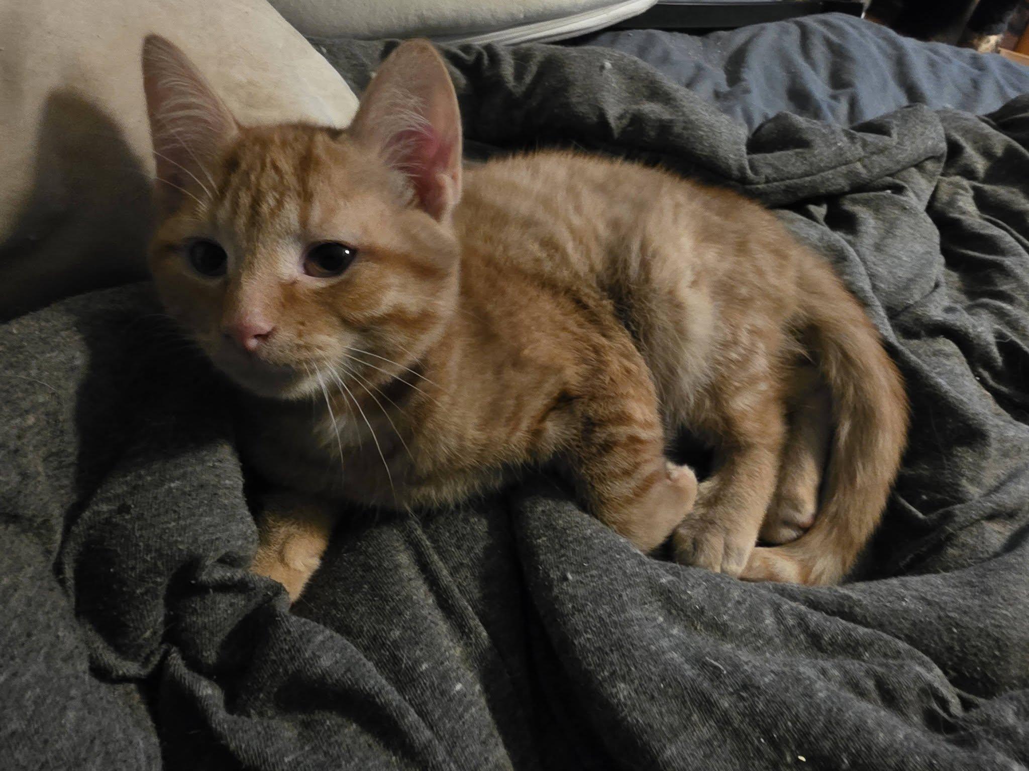 Chewie, an adopted Domestic Short Hair in Spencerville, ON image 2/4