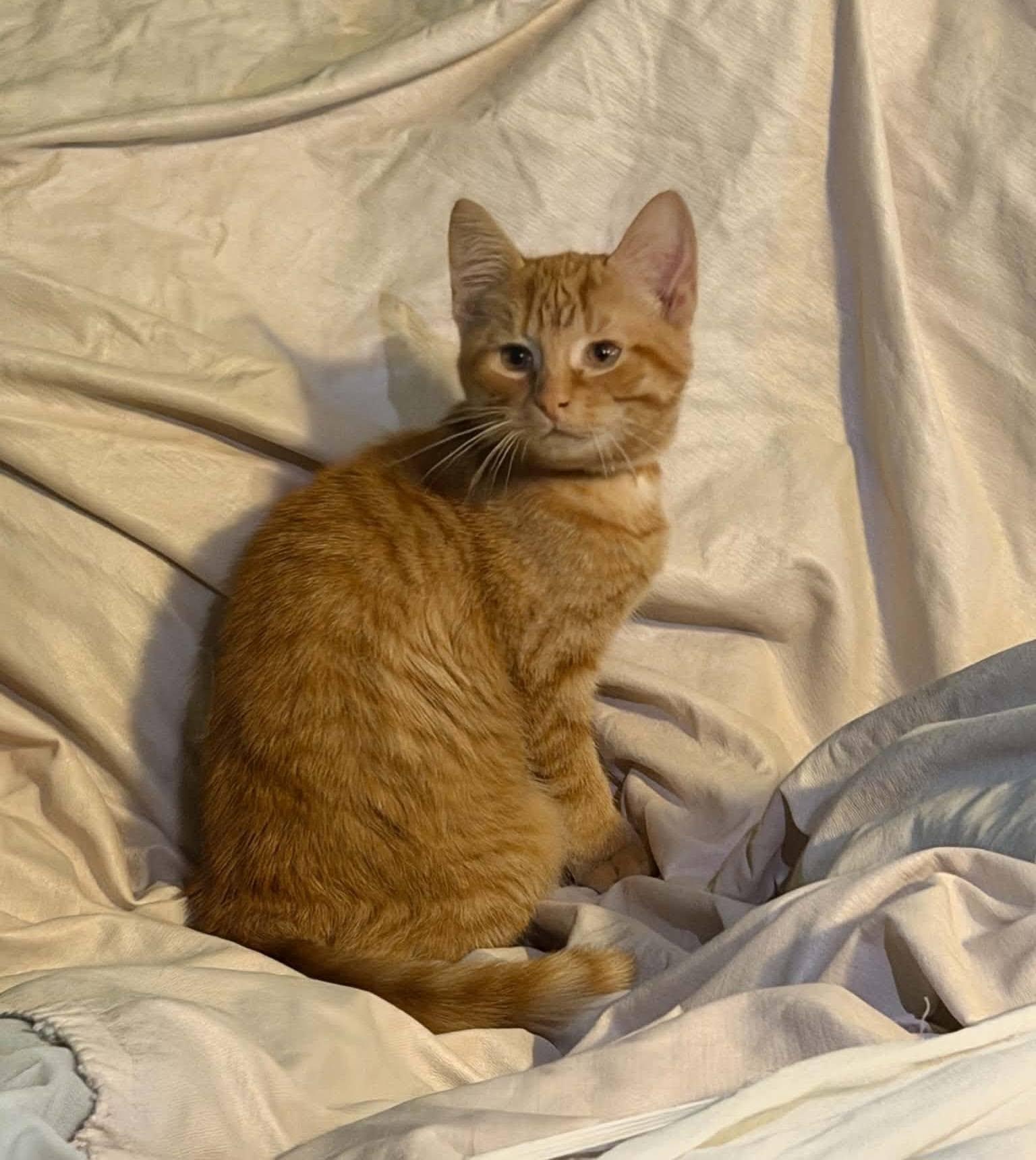 Chewie, adopted, Young Male Domestic Short Hair.