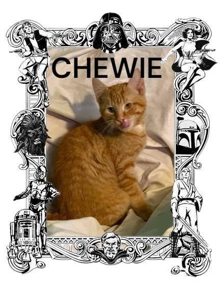 Chewie, an adopted Domestic Short Hair in Spencerville, ON image 4/4