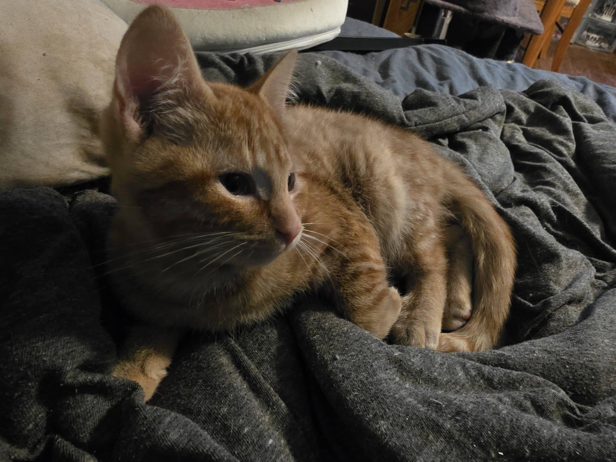 Chewie, an adopted Domestic Short Hair in Spencerville, ON image 3/4