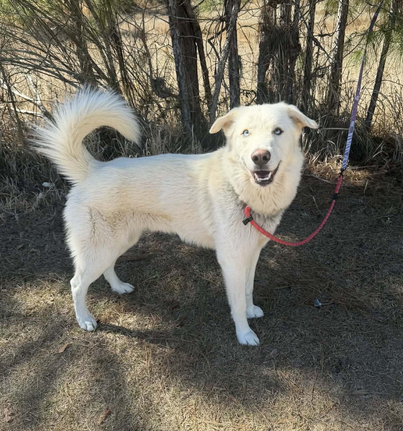 Enlarge Simba, a Adoptable mixed breed in Jackson, MI image 3/6