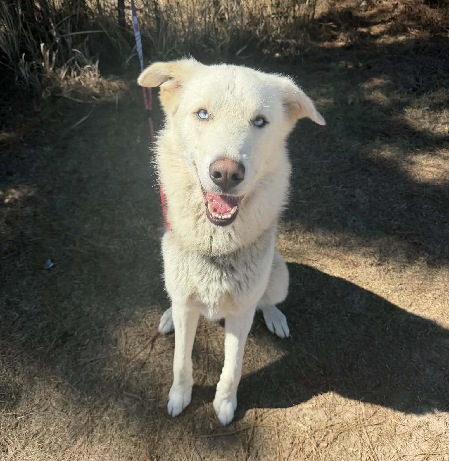 Enlarge Simba, a Adoptable mixed breed in Jackson, MI image 1/6