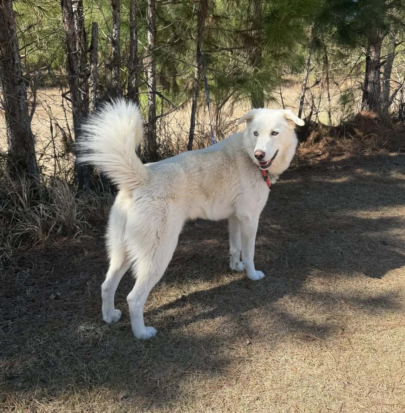 Enlarge Simba, a Adoptable mixed breed in Jackson, MI image 6/6