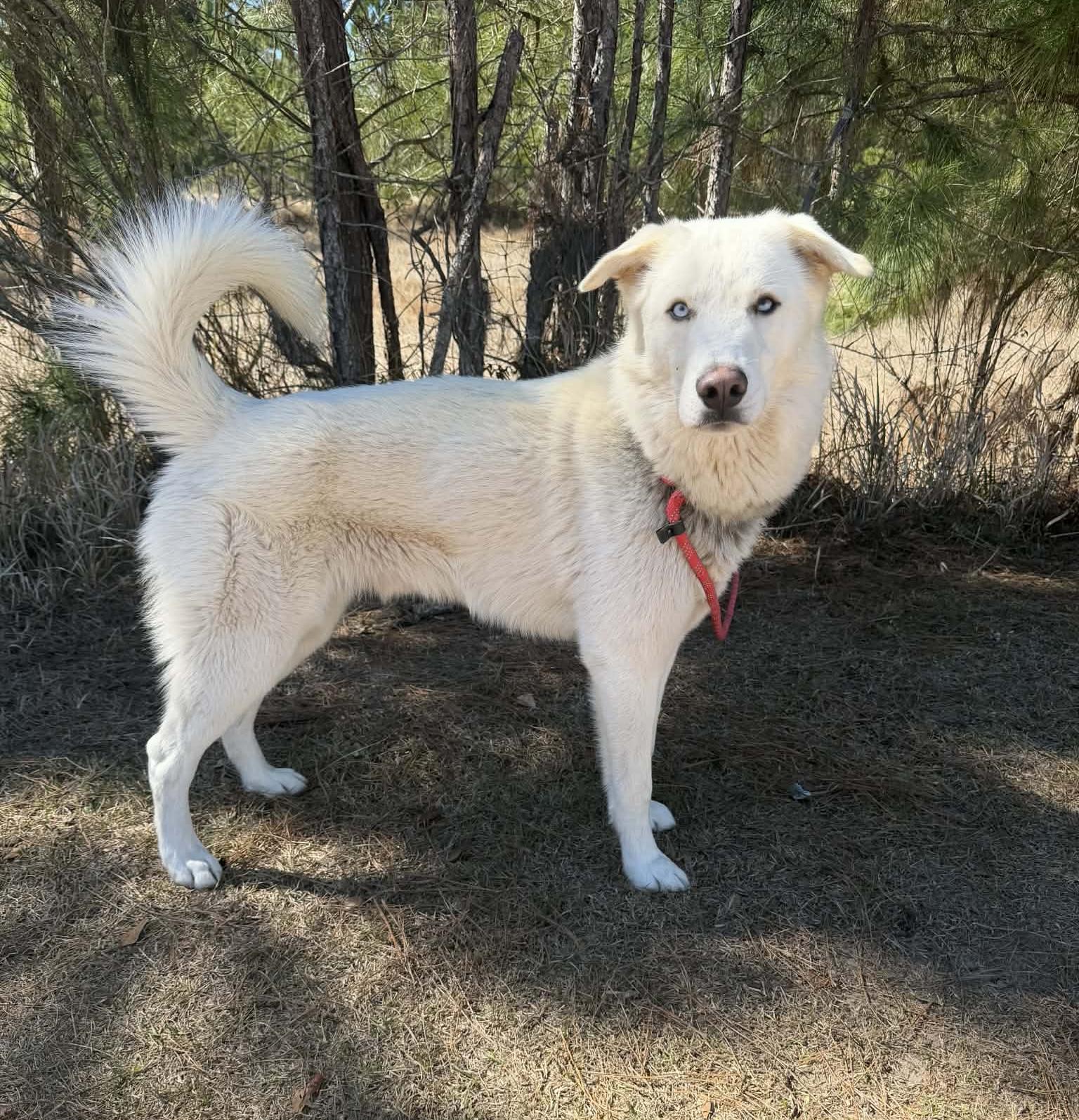 Enlarge Simba, a Adoptable mixed breed in Jackson, MI image 4/6