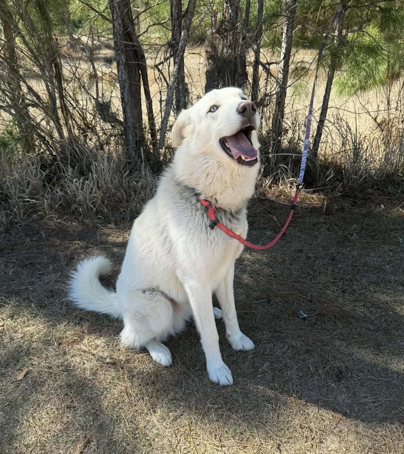 Enlarge Simba, a Adoptable mixed breed in Jackson, MI image 5/6