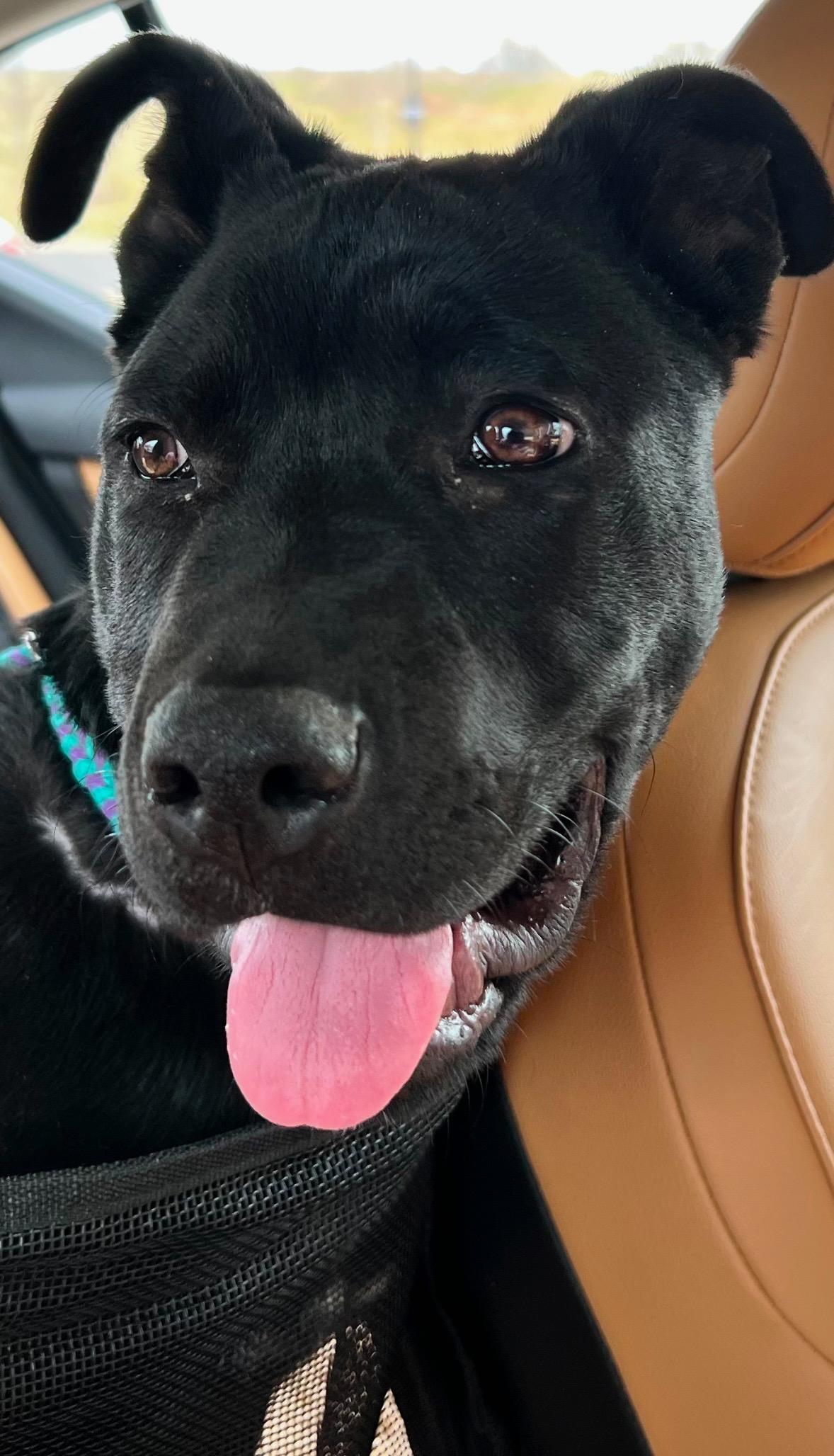 Lottery, Adoptable, Puppy Male American Staffordshire Terrier.