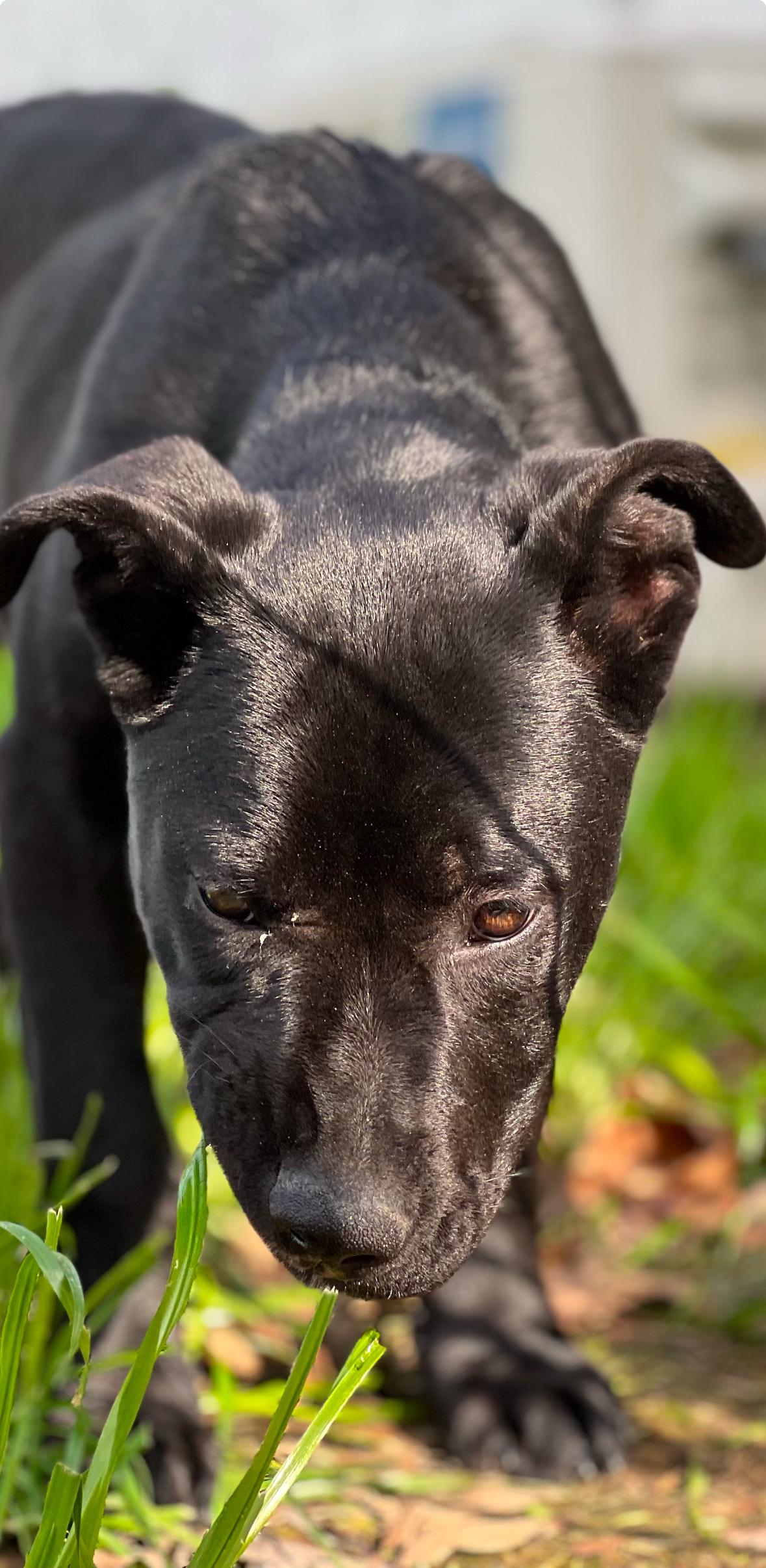 Lottery, Adoptable, Puppy Male American Staffordshire Terrier.