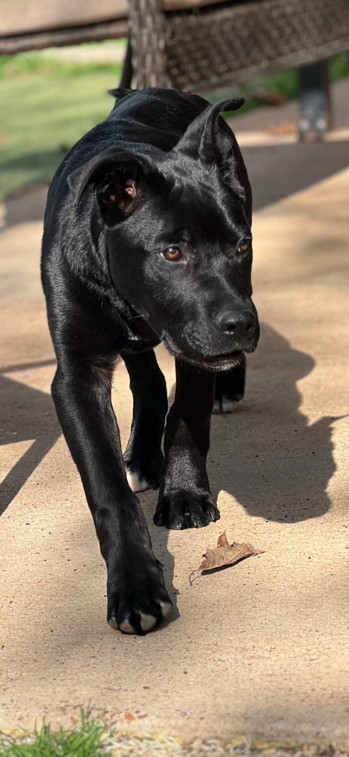 Enlarge Lottery, a Adoptable mixed breed in Evergreen, CO image 2/3