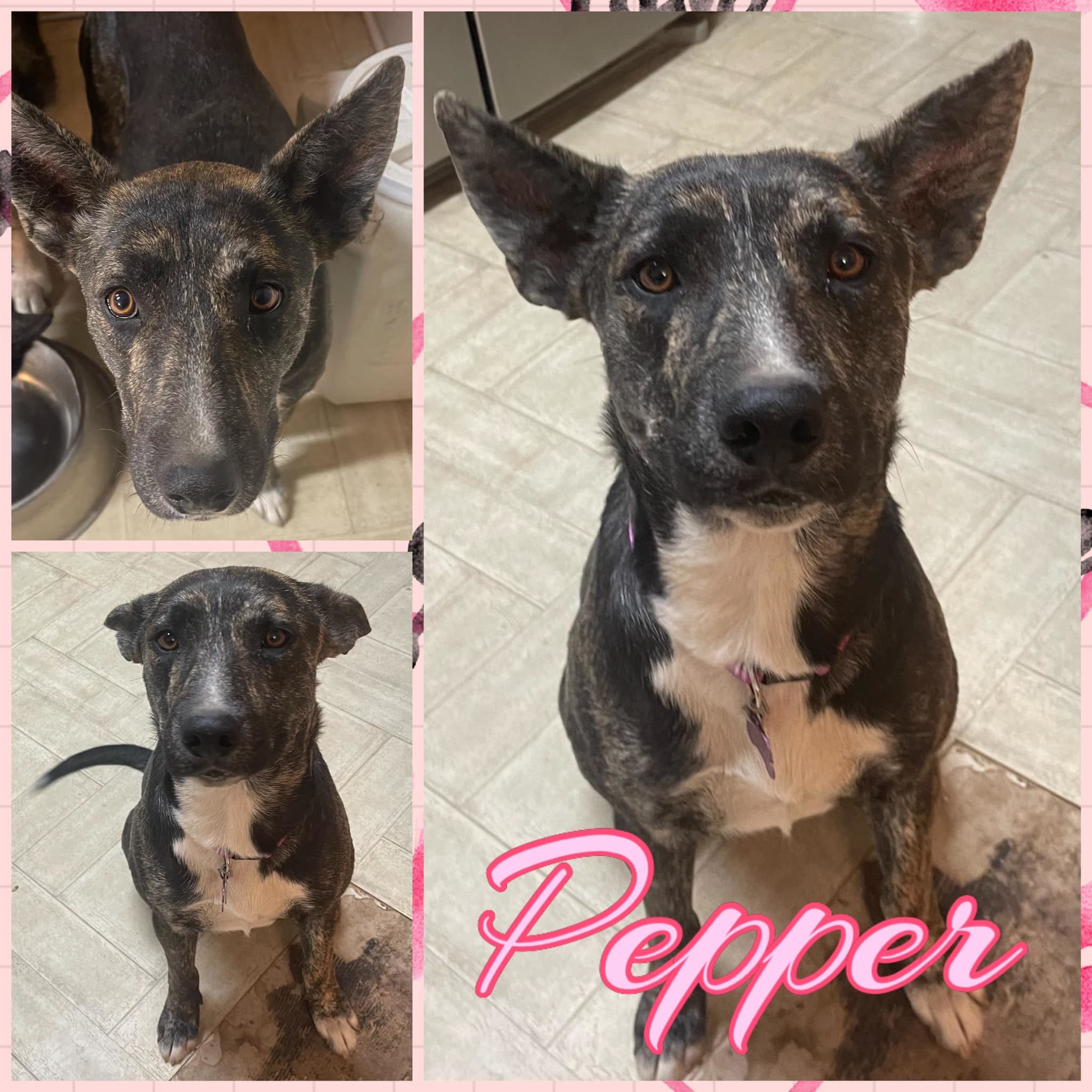 Pepper