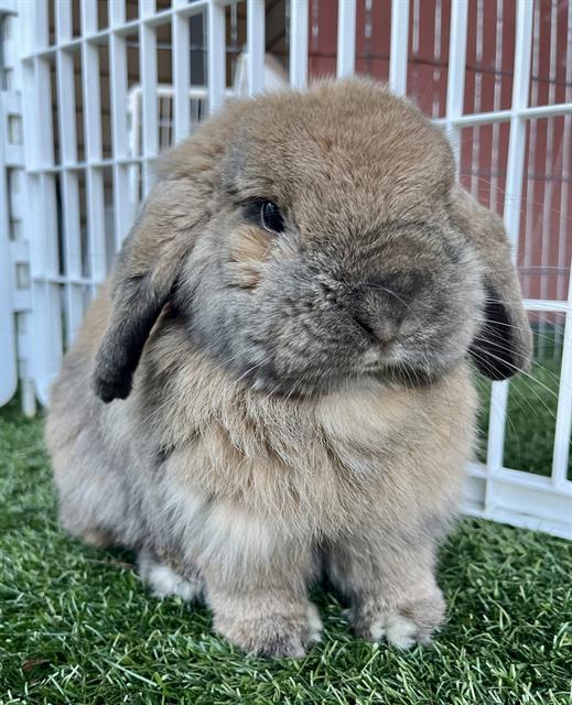 BUNBUN, Adoptable, Adult Female Holland Lop.