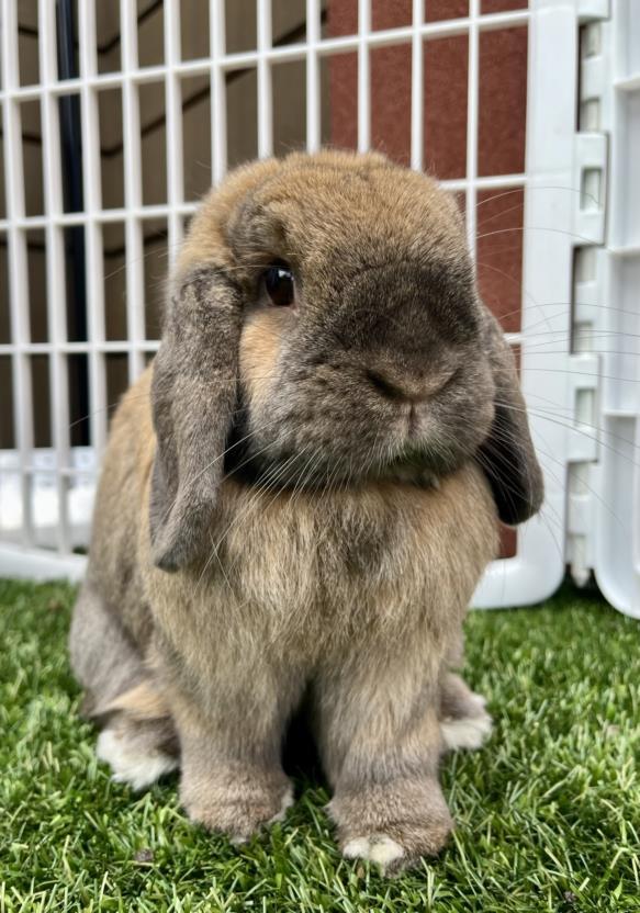 BUNBUN, Adoptable, Adult Female Holland Lop.