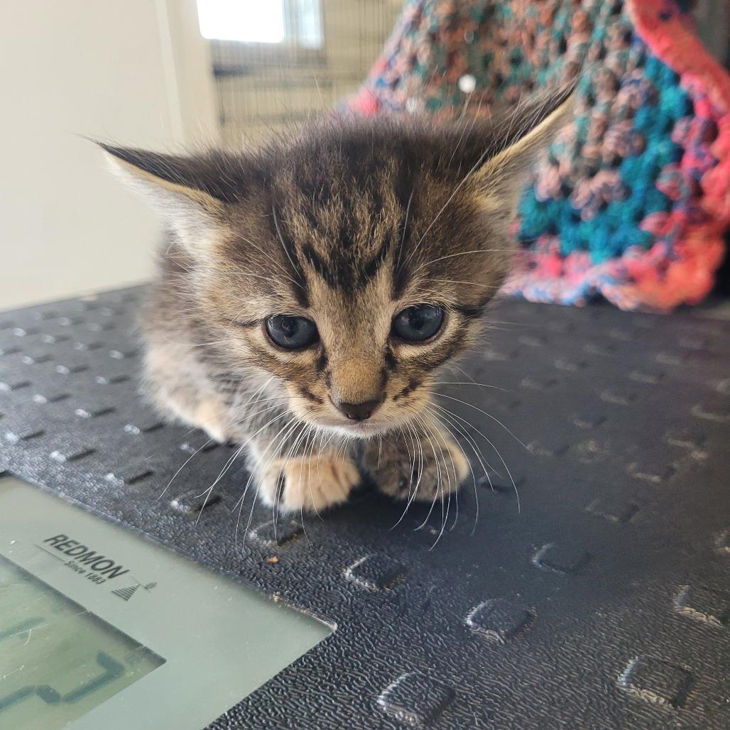 Zena, Adoptable, Kitten Male Domestic Short Hair.