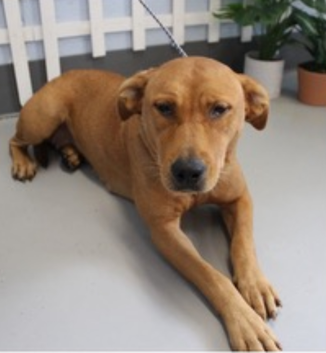 Dog for adoption Molly (SWEET BABY WILL DIE!), a Labrador