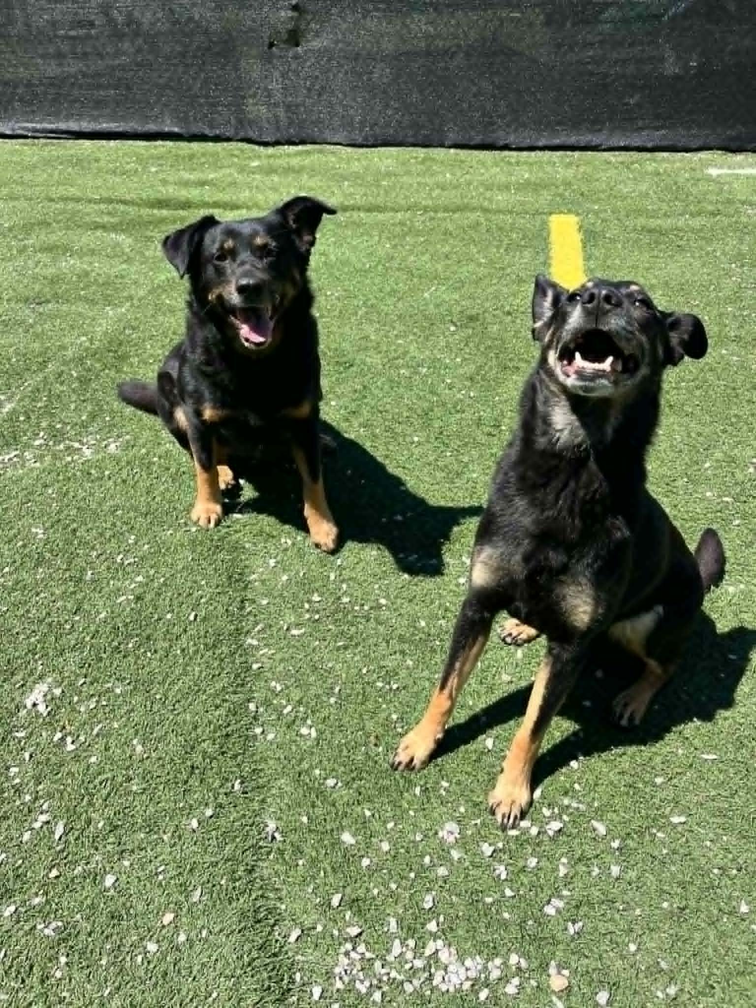 Buffy and Sookie - Bonded Sisters, a ADOPTABLE Mixed Breed in Groton, CT image 1/6